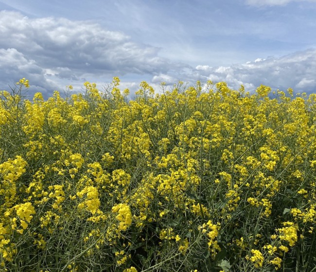 Producción y parámetros de las nuevas variedades comerciales de colza de invierno