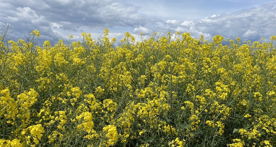 colza_abrir