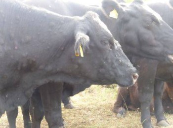 Asaja traslada en Bruselas las prioridades del sector ganadero español ante el brote de Dermatosis Nodular Contagiosa