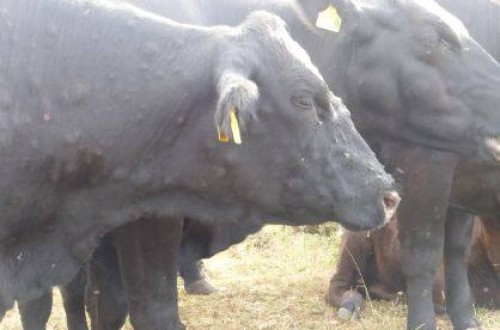 Asaja traslada en Bruselas las prioridades del sector ganadero español ante el brote de Dermatosis Nodular Contagiosa