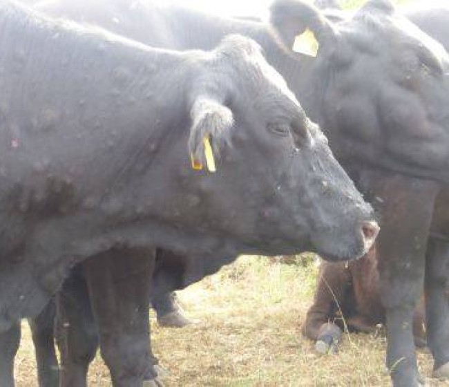 Asaja traslada en Bruselas las prioridades del sector ganadero español ante el brote de Dermatosis Nodular Contagiosa