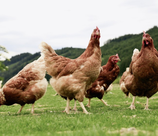El Ministerio de Agricultura confina las aves de cría en zonas de especial riesgo y vigilancia para evitar la propagación de la influenza aviar
