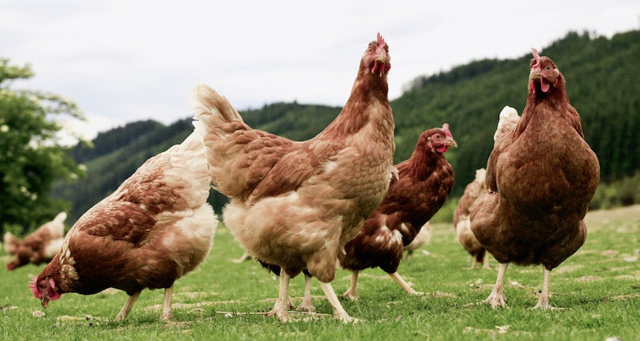 gallinas_gripe_aviar