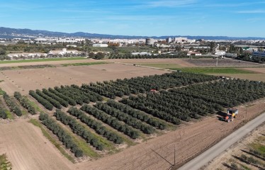 Resultados de un ensayo de densidades y poda de olivar