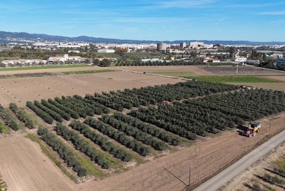 Resultados de un ensayo de densidades y poda de olivar