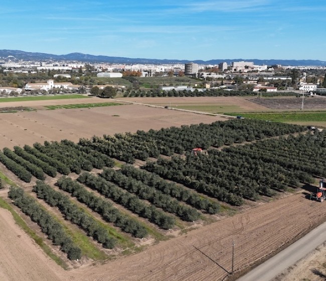 Resultados de un ensayo de densidades y poda de olivar