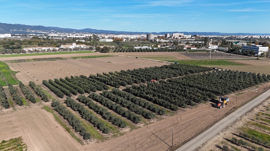 Resultados de un ensayo de densidades y poda de olivar