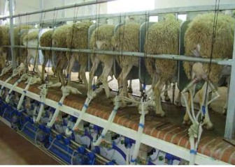 Composición y microbiología de la leche de oveja para una coagulación más eficiente