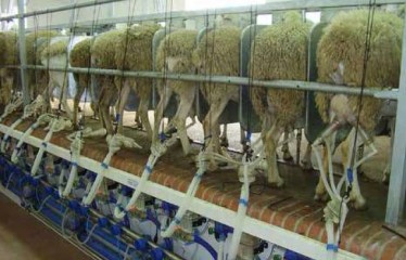 Composición y microbiología de la leche de oveja para una coagulación más eficiente