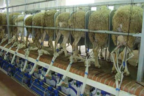 Composición y microbiología de la leche de oveja para una coagulación más eficiente