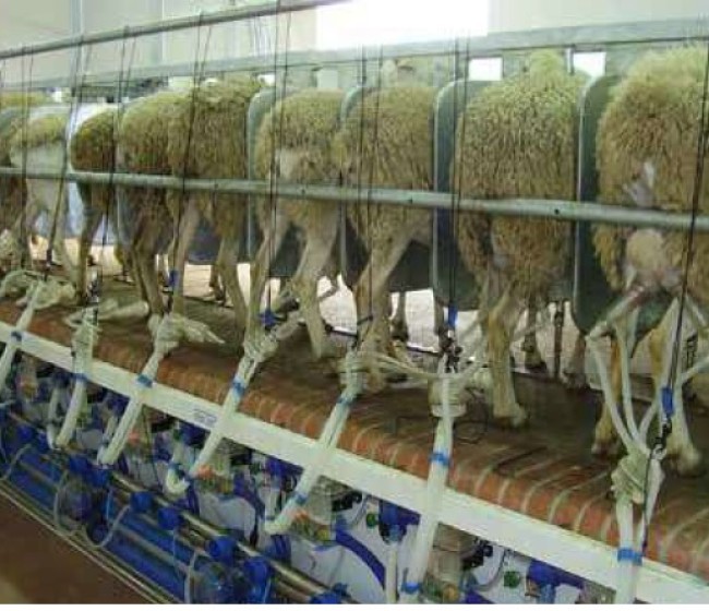 Composición y microbiología de la leche de oveja para una coagulación más eficiente