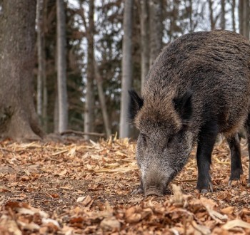 Salvador Illa anuncia una «intensificación» de las tareas para reducir la población de jabalíes
