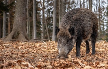 El Gobierno eleva a 29 los jabalíes muertos por la peste porcina en Barcelona