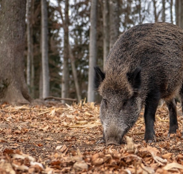 peste_porcina_jabali