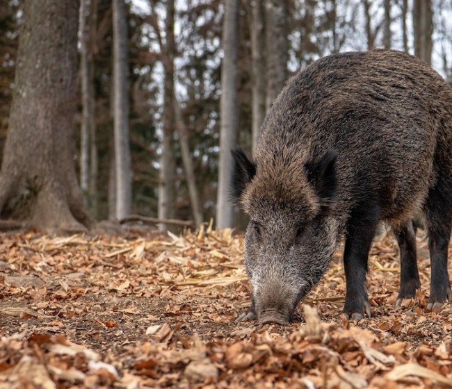 Agricultura confirma los dos primeros casos de peste porcina africana en España desde 1994