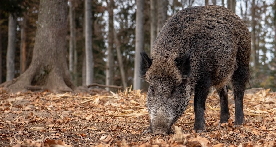 peste_porcina_jabali