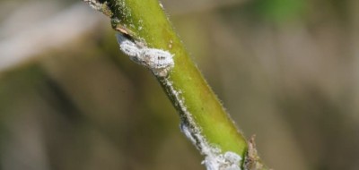La Unió Llauradora alerta de la aparición de un nuevo Cotonet que afecta sobre todo a algunas hortalizas
