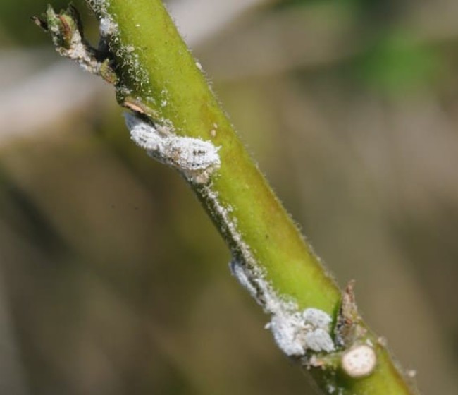 La Unió Llauradora alerta de la aparición de un nuevo Cotonet que afecta sobre todo a algunas hortalizas