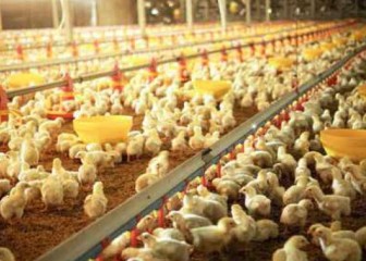 Bioseguridad en explotaciones avícolas y medidas de apoyo para mejorar su cumplimiento