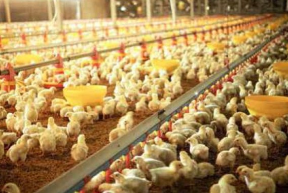 Bioseguridad en explotaciones avícolas y medidas de apoyo para mejorar su cumplimiento