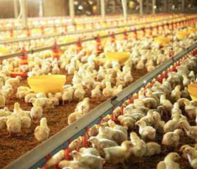 Bioseguridad en explotaciones avícolas y medidas de apoyo para mejorar su cumplimiento