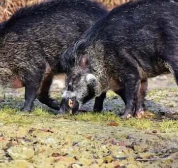 Aumentan a 9 los casos de jabalíes muertos por peste porcina africana en Barcelona
