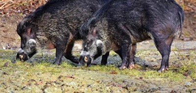 España confirma la muerte por peste porcina africana de un jabalí y eleva a 27 los casos