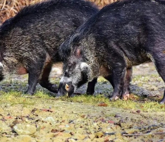 Aumentan a 9 los casos de jabalíes muertos por peste porcina africana en Barcelona