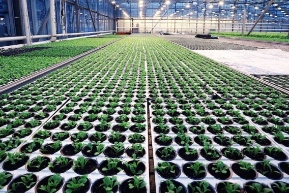 El Consejo Europeo respalda actualizar las normas sobre material reproductivo vegetal