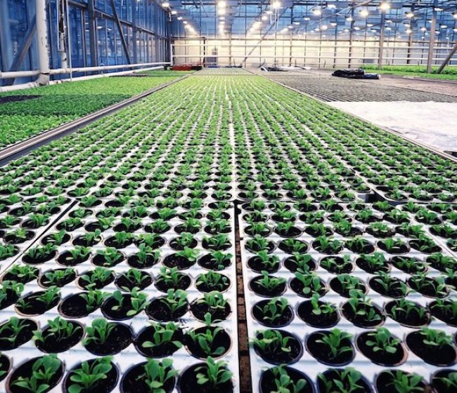 El Consejo Europeo respalda actualizar las normas sobre material reproductivo vegetal