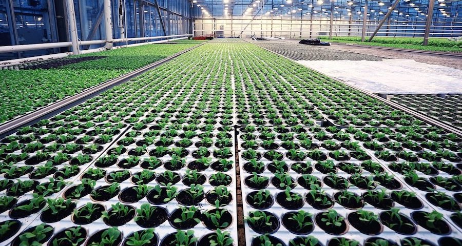 material_reproductivo_vegetal