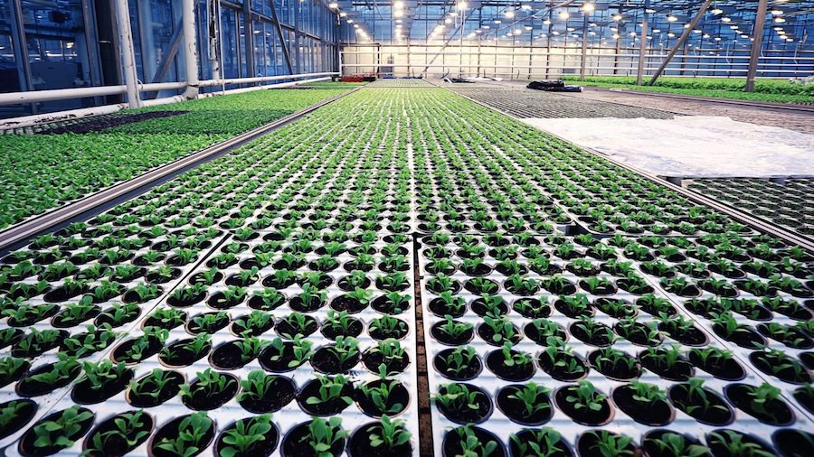 El Consejo Europeo respalda actualizar las normas sobre material reproductivo vegetal El Consejo Europeo respalda actualizar las normas sobre material reproductivo vegetal