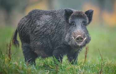 La UME activa el despliegue de 117 efectivos para contener el brote de peste porcina