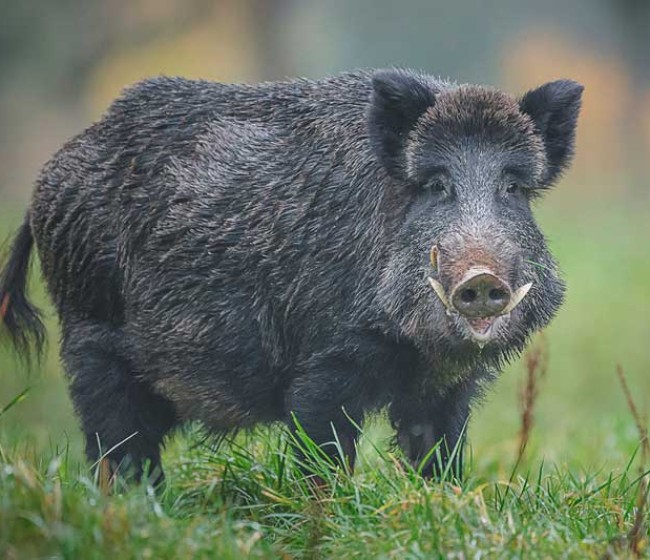 La UME activa el despliegue de 117 efectivos para contener el brote de peste porcina