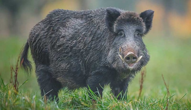 peste_porcina_jabali