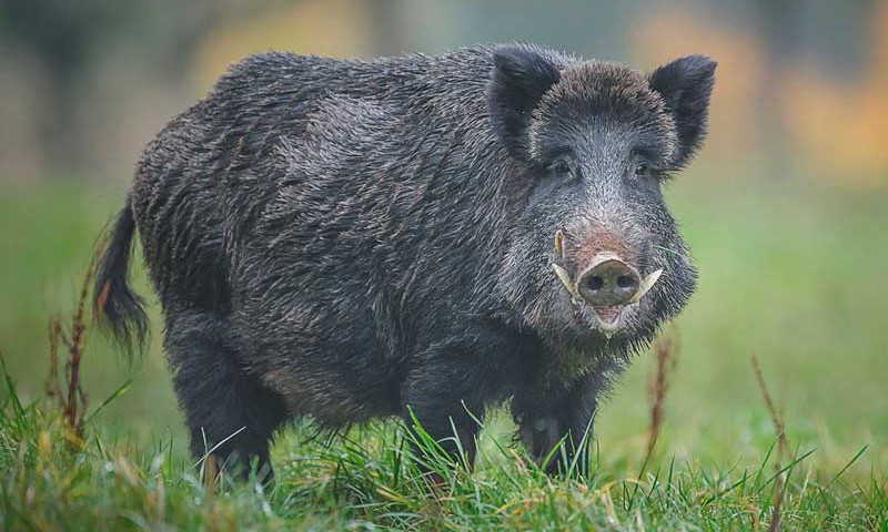 peste_porcina_jabali