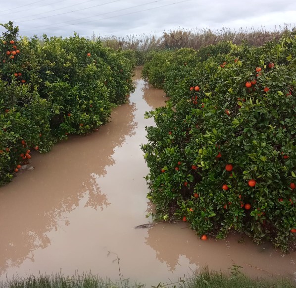 La Unió cifra en 3 millones de euros las pérdidas en 23.000 ha del campo valenciano por las lluvias La Unió cifra en 3 millones de euros las pérdidas en 23.000 ha del campo valenciano por las lluvias