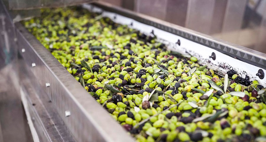 Aceituna_aceite_oliva_