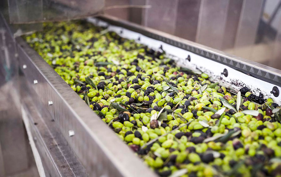 La UNIA programa dos microcredenciales para calcular costes en el sector oleícola La UNIA programa dos microcredenciales para calcular costes en el sector oleícola