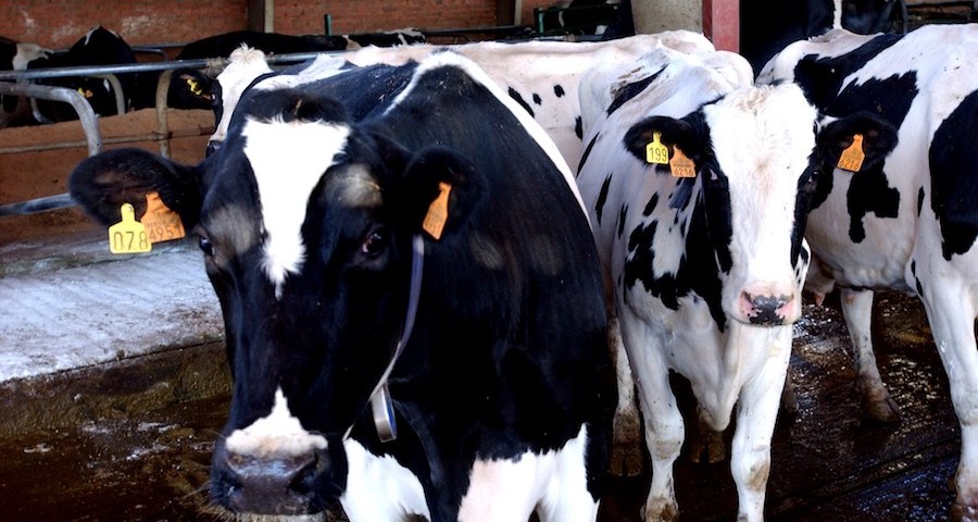 Vacas_vacuno_dermatosis