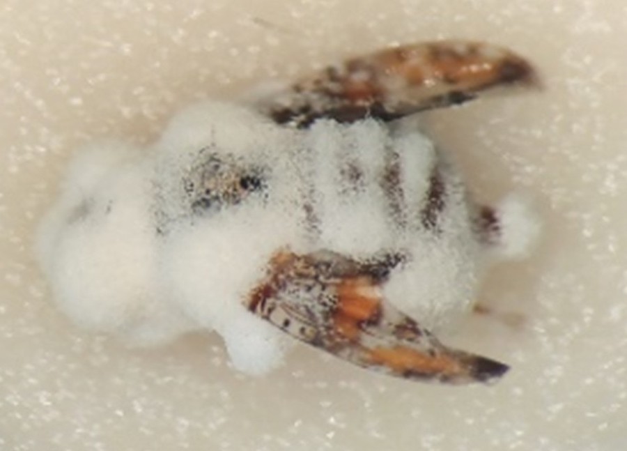 Desafíos, avances y mejora de la pulverización de biopesticidas fúngicos