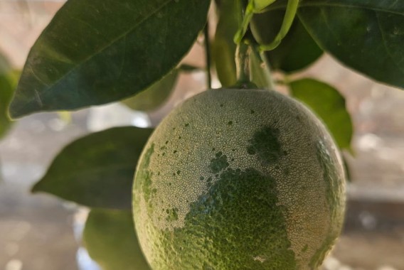 Experiencias de manejo integrado para el control de Scirtothrips aurantii en cítricos