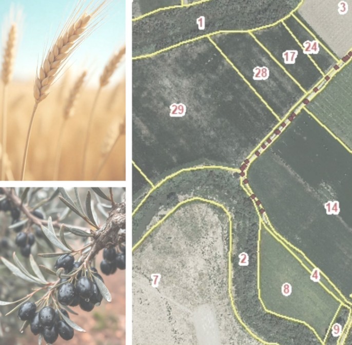 La superficie agrícola se mantiene prácticamente estable en 2025 (-0,03% respecto a 2024) La superficie agrícola se mantiene prácticamente estable en 2025 (-0,03% respecto a 2024)