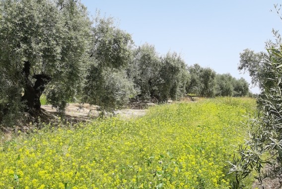 El olivar entendido como agrosistema para mejorar la rentabilidad de la explotación