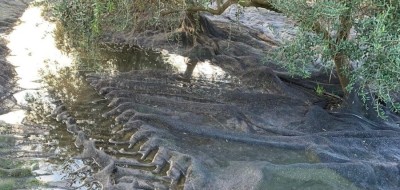 COAG estima pérdidas de 200 millones en el olivar de Jaén por los efectos del temporal