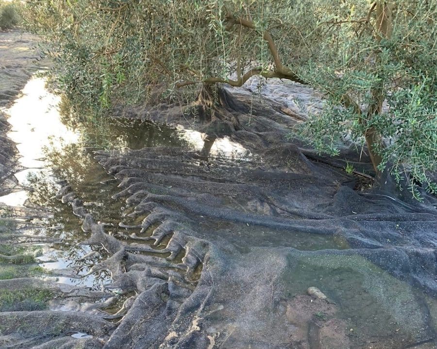 La producción de aceite de oliva en Córdoba se sitúa muy por debajo de lo previsto por el retraso de la recolección