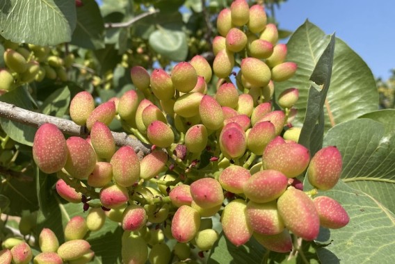 Descifrando al pistacho: genómica, desarrollo y fisiología