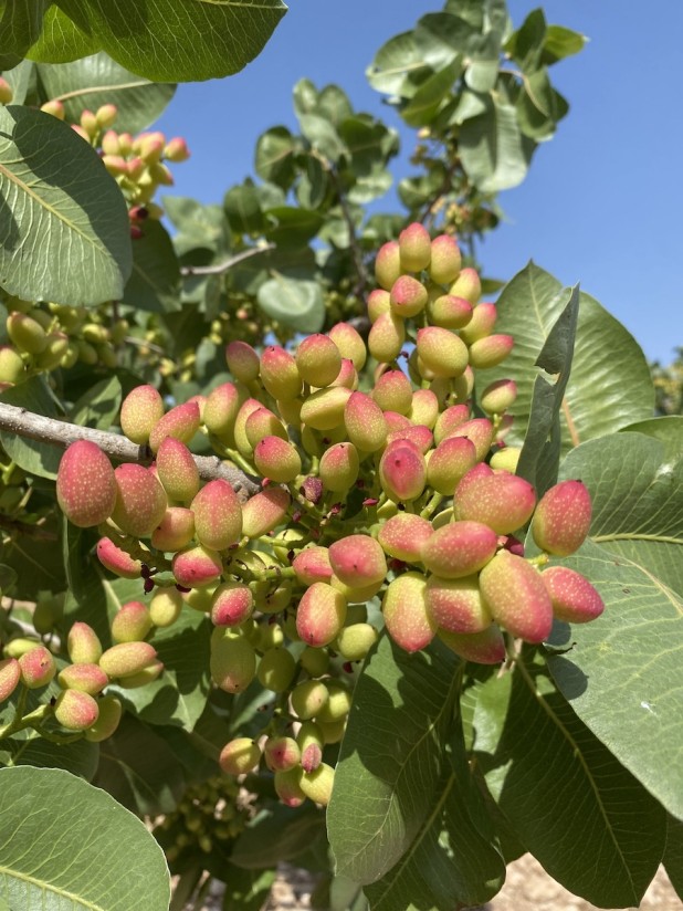 Descifrando al pistacho: genómica, desarrollo y fisiología