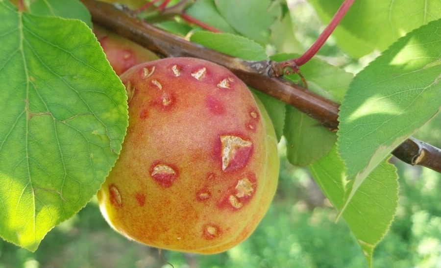 La contratación de seguros agrarios marca un nuevo máximo en 2025, con 1.029 millones de euros de primas La contratación de seguros agrarios marca un nuevo máximo en 2025, con 1.029 millones de euros de primas