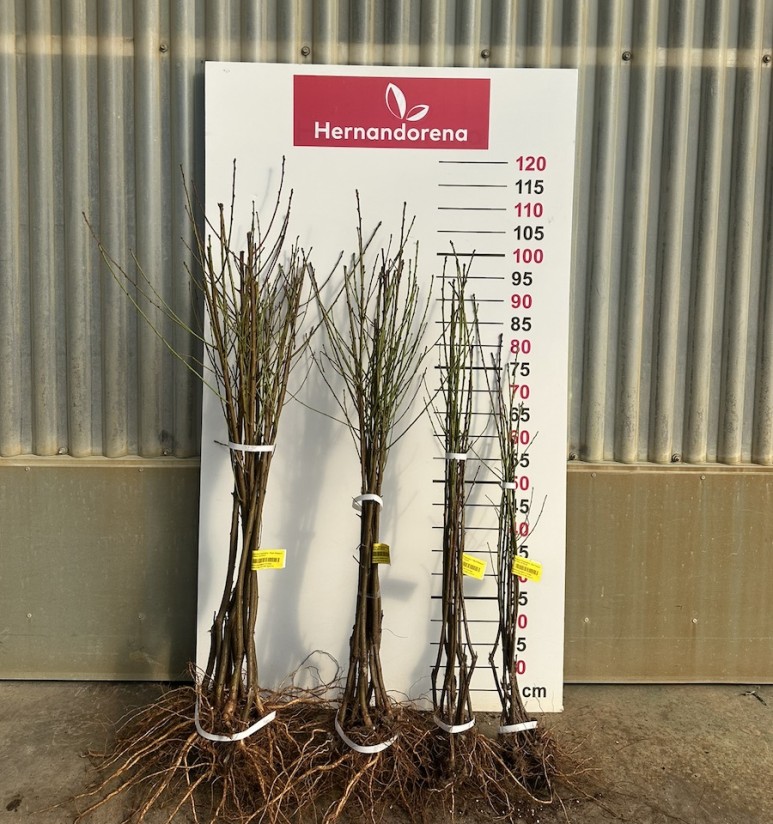 Viveros Hernandorena arranca la campaña de invierno con uno de los stocks de frutales más diversificados Viveros Hernandorena arranca la campaña de invierno con uno de los stocks de frutales más diversificados